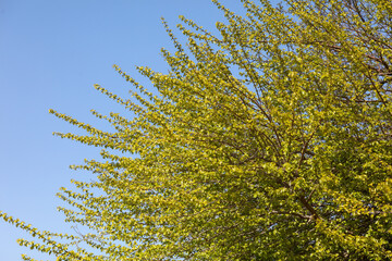 A tree with green leaves and a blue sky in the background