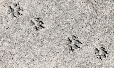 A set of paw prints in the sand
