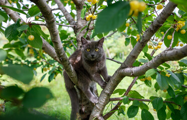 A cat is sitting on a tree branch with a bunch of cherries below it