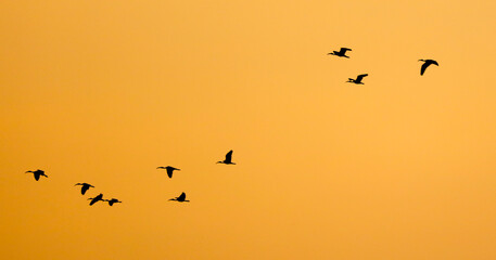 A flock of birds flying in the sky