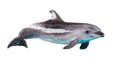 Dolphin isolated on white background