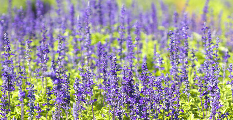 Fototapeta premium Lavender purple flower