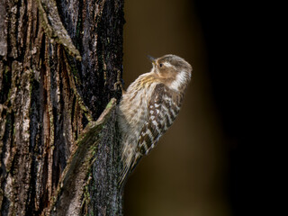木にとまるコゲラ