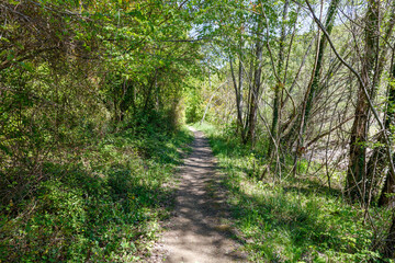 A path through a forest with trees on either side