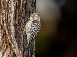 木にとまるコゲラ