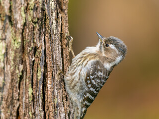 木にとまるコゲラ