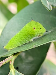 Tailed jay or butterfly larva on the leaf