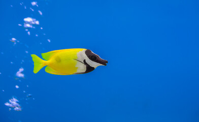 Vibrant yellow foxface rabbitfish (Siganus vulpinus) swimming in blue water. Bright yellow and black blackface rabbitfish swims gracefully in a clear blue aquarium with bubbles floating in background.