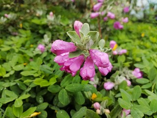 Dew-Covered Pink Silverleaf Flowers Macro