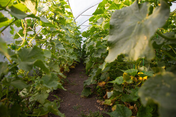 Rows of Cucumbers and eggplants in a modern greenhouse,