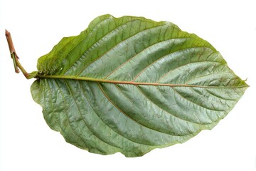 Close-up of a single large leaf