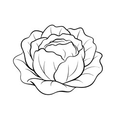 Vegetables and greens cabbage icon transparent background