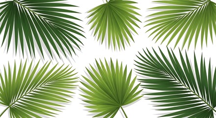 Obraz premium Palm leaves create a tropical pattern isolated on white background