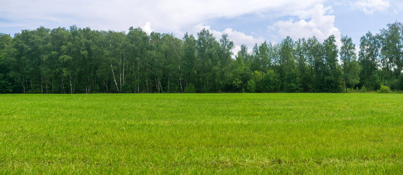 Panoramic view of green meadow with forest and blue sky
