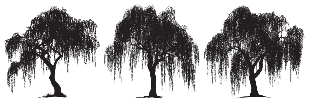 Three Realistic Weeping Willow Tree Silhouettes, a versatile collection of three realistic weeping willow trees for various design projects.