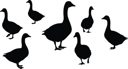 Silhouette collection of geese standing, walking in various poses, isolated black vector shapes, farm bird illustration, nature wildlife graphic for design, white background © Nur-Nobin Creations
