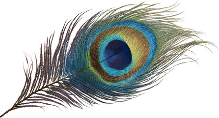 Peacock Feather with Vibrant Blue Green Eye and Delicate Barbs on White Background