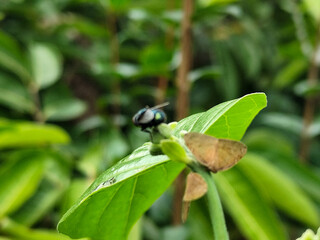 Flies and leafhoppers on plants with fresh green leaves, natural blurred background.