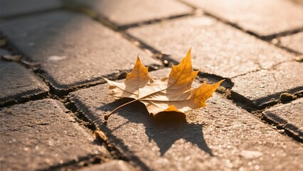 A single autumn leaf rests on a cobblestone path, bathed in sunlight.