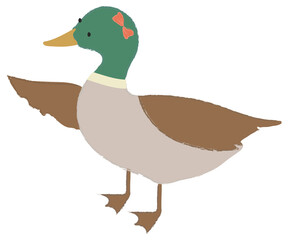 Cute mallard drawing style transparent png