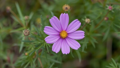 Obraz premium A Vibrant Cosmos Flower Displaying Delicate Purple Petals and a Bright Yellow Center.