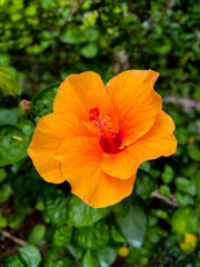 Hibiscus rosa-sinensis Hula Girl