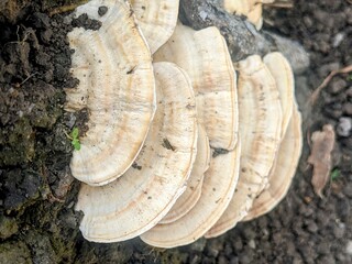 
A close-up of white, fan-shaped fungi growing on a dark log, with a natural, rustic texture