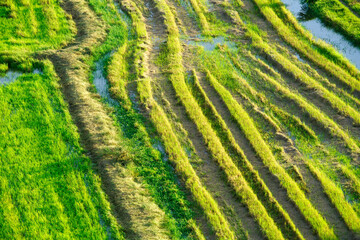Aerial View of Vibrant Green Rice Fields and Waterlogged Patterns