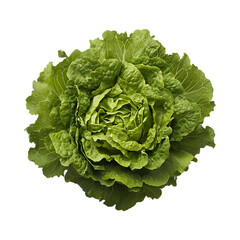 cabbage isolated on white background