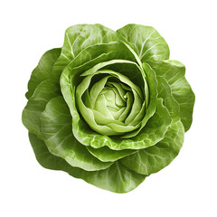 cabbage isolated on white background