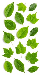 Naklejka premium Fresh green leaves arranged
