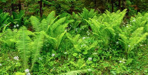 Carpathian ferns in lush green mountain forest, Ukraine flora landscape