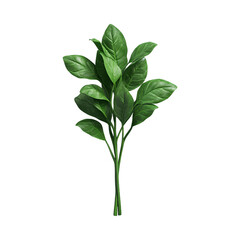 green plant isolated on white