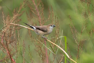 Small brown bird perched on a branch in nature.