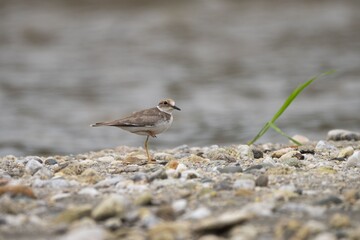 Plover bird on a rocky riverbank.