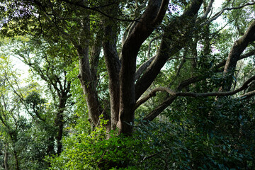 生命力あふれる美しい樹木	