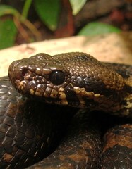 Fototapeta premium Close-up snake head