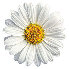 Close up of a single white daisy flower with a yellow center isolated on transparent background