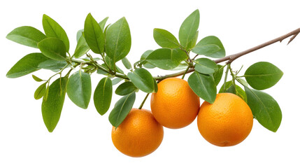 Orange fruit branch isolated on transparent background with fresh green leaf