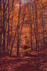 Autumn colored trees and countryside landscape scenery.