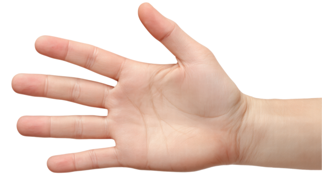 Isolated human hand on transparent background showing palm with fingers spread open