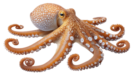 Octopus isolated on transparent background with detailed tentacle and suction cups