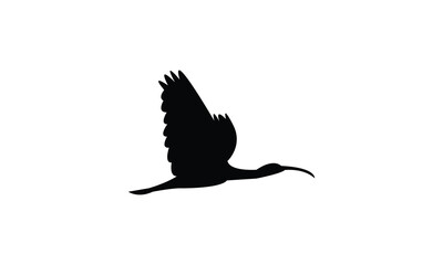 Flying American white ibis bird Silhouette Design  And Vector Illustration. 