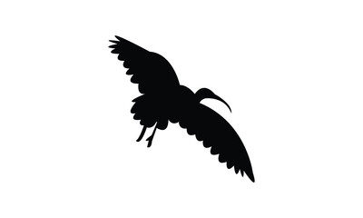 Flying American white ibis bird Silhouette Design  And Vector Illustration. 