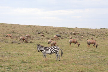 Zebra with Topi, Masai Mara, 