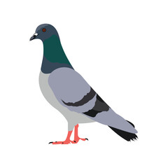 Pigeon bird. Flat cartoon character design. Colorful bird icon. Cute pigeon template. Vector illustration isolated on white background.