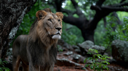 Obraz premium Regal Lion in a Lush Forest Setting