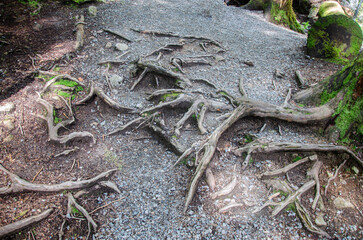 Surface roots of a large old tree in a dense forest