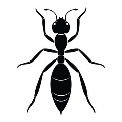 vector illustration of a black beetle