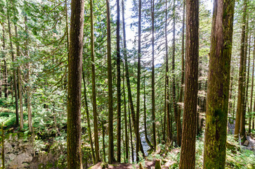 Inside a dense pine tree forest with streams, large moss covered pine trees, and bio diversity
